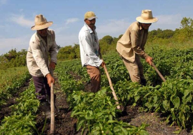  Agroferia campesina, en honor a la labor de los campesinos, se celebrará este domingo
