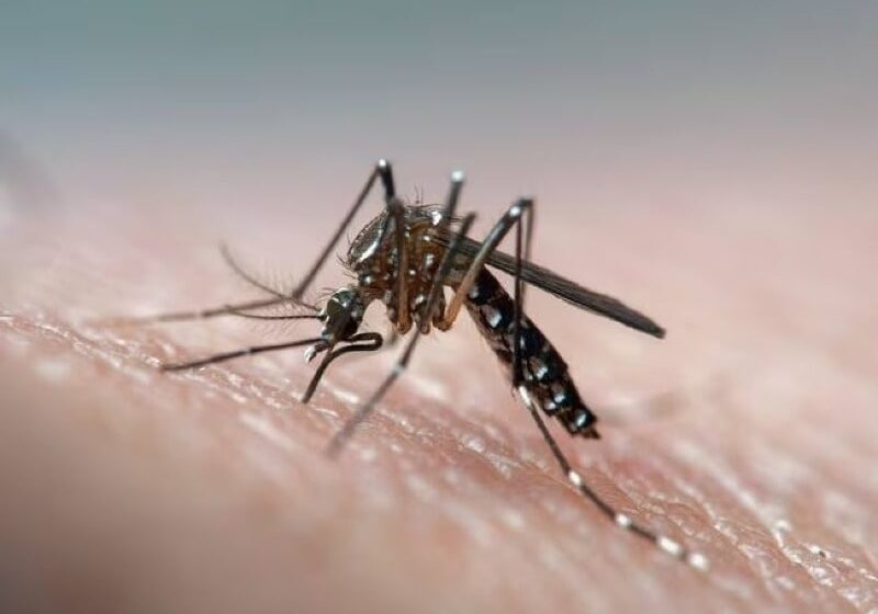  Alerta por incremento de dengue y proliferación de zancudos ante variación climática en Villavicencio