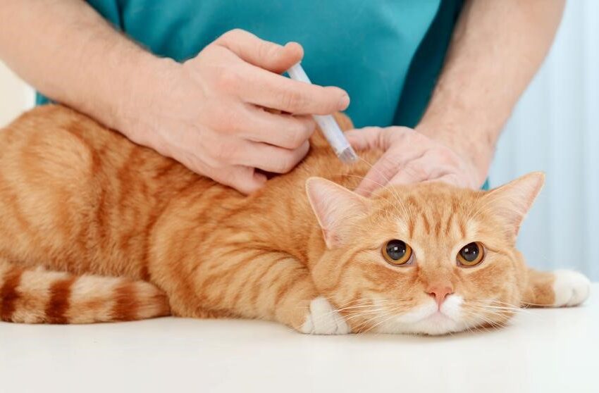  Casa a casa están vacunando a perros y gatos contra el mal de rabia