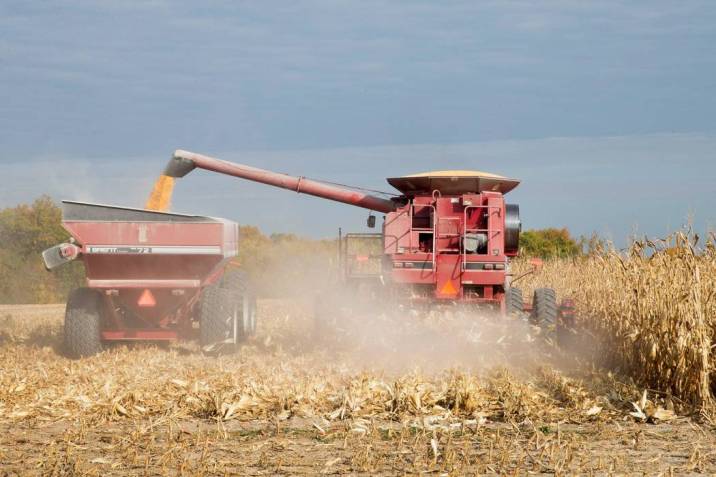  Cosechadores de maíz quebrados por bajos precios ya que el 80 por ciento del grano lo traen del extranjero