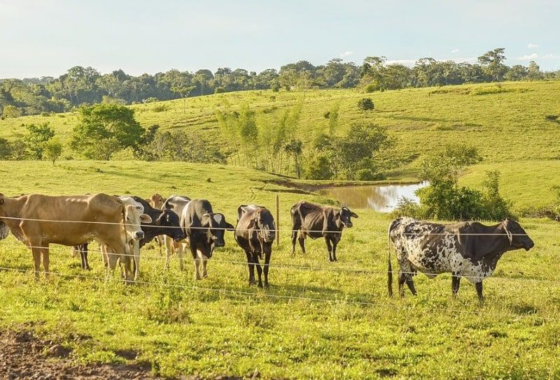  El Meta es pionero en la reconversión hacia una ganadería sostenible con enfoque de paisaje