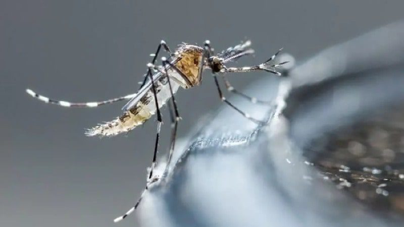  por aumento en casos de dengue se deben aumentar jornadas de eliminación de criaderos de zancudos