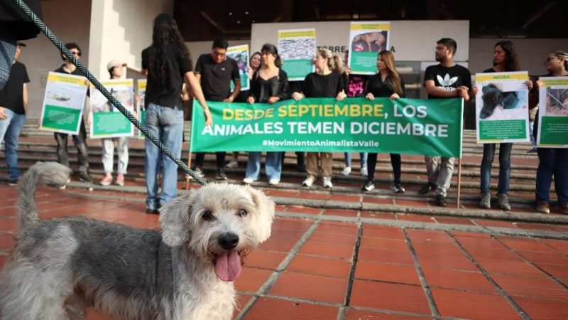  “Animales temen por llegada de diciembre”. Expresión de defensores para pedir que se prohíba el uso de pólvora por sufrimiento de mascotas