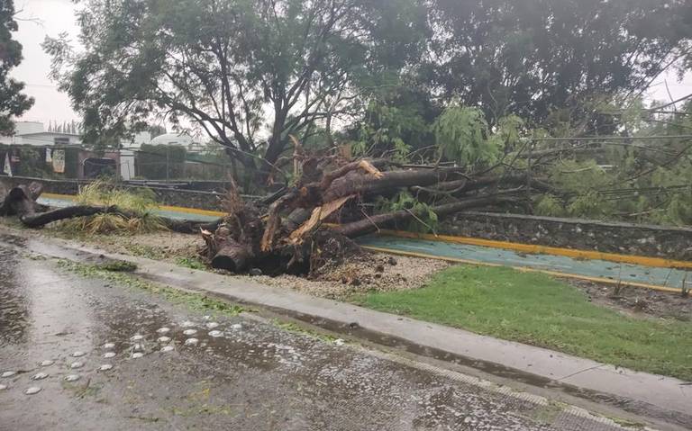  Caída de árboles e inclemencias del tiempo causaron apagones en Villavicencio y en municipios en el Meta