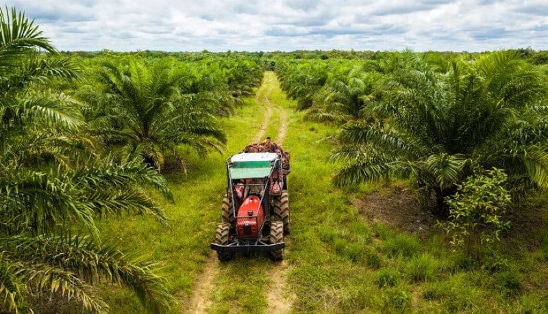  Poligrow empresa italiana extractora de aceite en Mapiripán tiene sembrados 7 mil hectáreas de palma africana