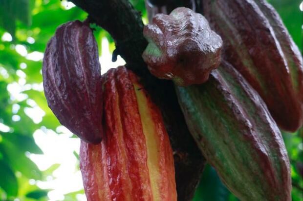  El departamento del Meta, entre los 50 mejores cacaos del mundo