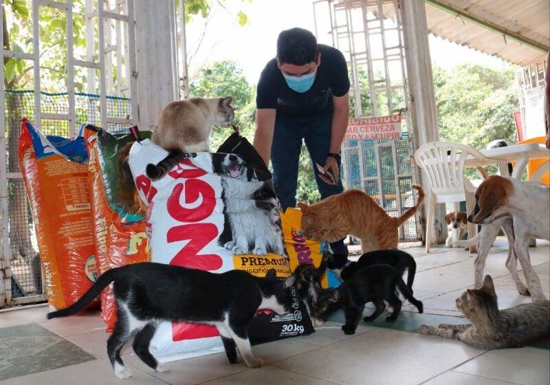  Hoy “donaton” de alimentos para gatos y perros en la plazoleta de la Gobernación a partir de las 9:00 de la mañana
