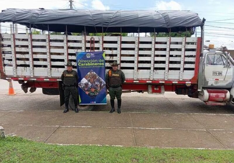  Policía inmovilizó un camión cargado de ganado por falta de documentos para movilización de los semovientes avaluados en $16 millones