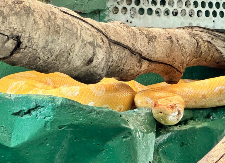  La anaconda atacada con machete y rescatada por Cormacarena tiene dificultades para regresar a su entorno natural