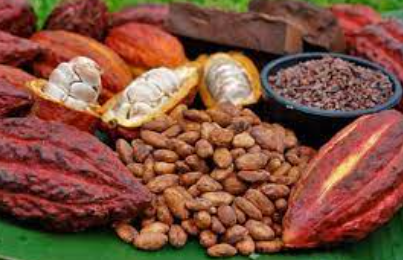  Workakao apunta a certificarse como productora de cacao orgánico