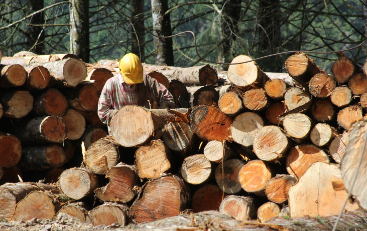  En Calamar explotan madera de manera sostenible y con apoyo del Gobierno