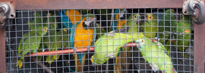  Prohibida comercialización de aves exóticas y otros animales silvestres