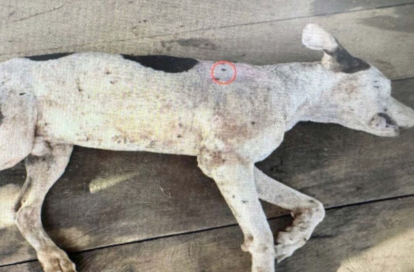  Soldado al parecer habría perforado de un balazo a un perro en Guaviare. Fiscalía le imputó cargos por maltrato animal