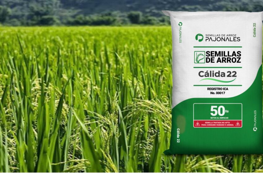  ICA recomienda utilizar semillas certificadas para siembra de algodón, maíz, sorgo y arroz
