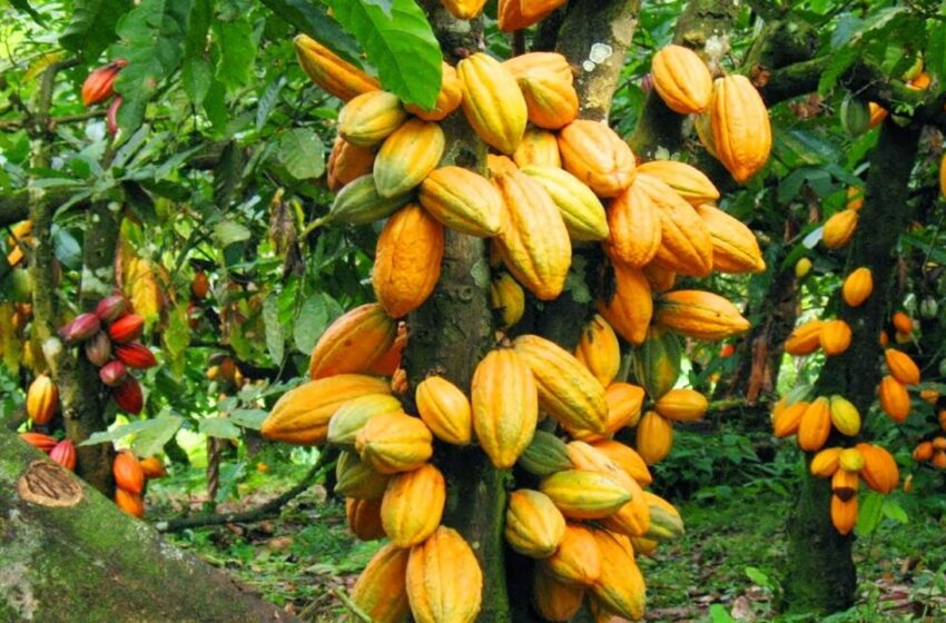  Congreso de Cacao ‘Embrujo Llanero’ mañana en Guamal, Meta