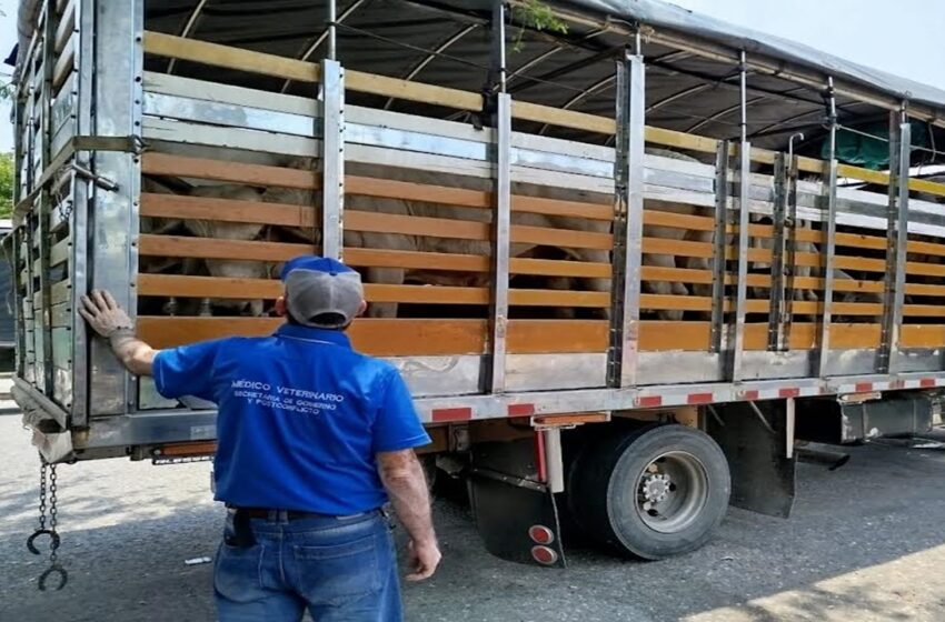  Sed agobia al ganado y a otros animales en camiones atrapados en el paro de transportadores