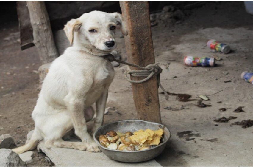  Línea WhatsApp: 320 492 27 03 para denunciar maltrato animal