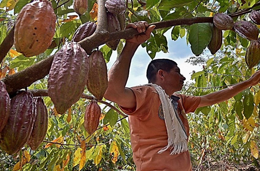  Licor y manteca de cacao producirá la planta transformadora que instalarán en Cubarral