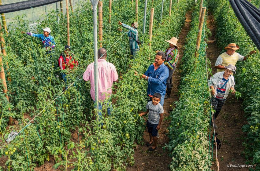  Historia de vida: lo que puede hacer un campesino cuando tiene acceso a la tierra